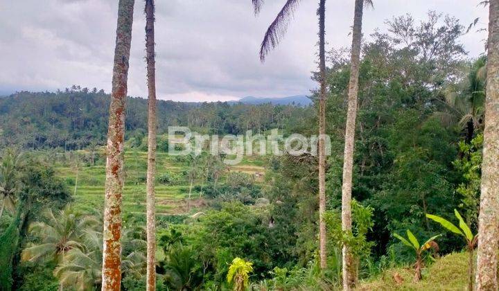 TANAH 24 ARE DI RENDANG KARANGASEM VIEW SAWAH DAN GUNUNG 2