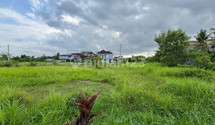 Land View Rice Fields Rural Environment in Ubud