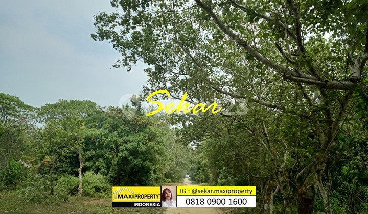 Tanah Carita Pantai Landai Pasir Putih Cocok Bangun Resort