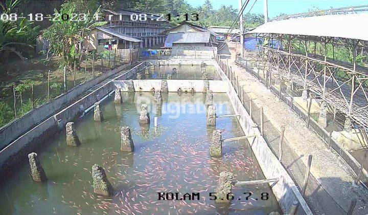 Kolam Ikan dan Kandang Ternak Murah di Pamijahan 2