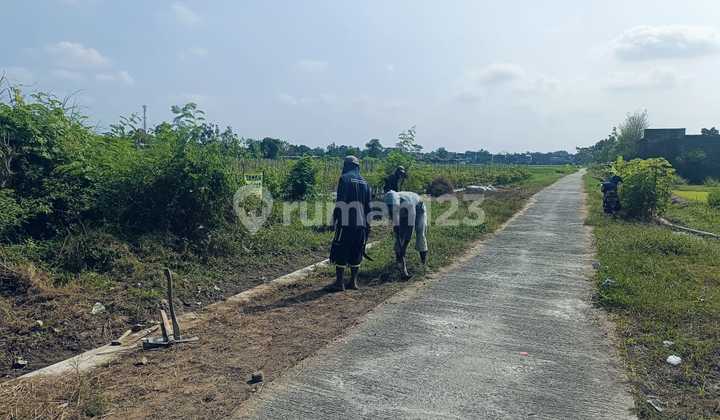 1 hectare of rice field in Rewulu Godean, near Bibis Market.
