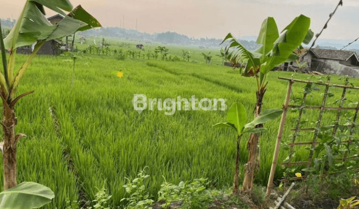 TANAH SAWAH LUAS DI DEKAT TOL CIMALAKA SUMEDANG 2