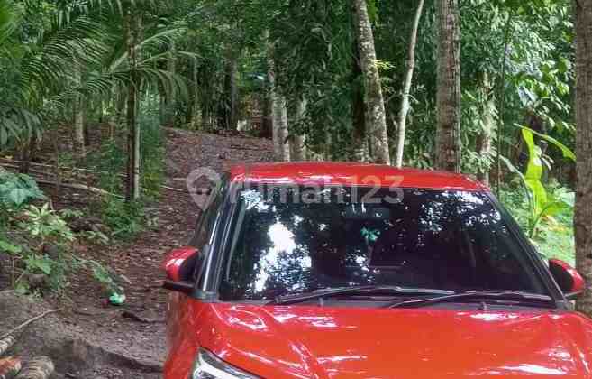 Dijual Murah Tanah Kebun Di Cinangka Serang Banten