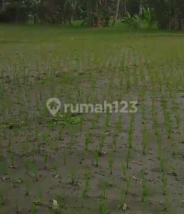 Dijual Cepat Sawah di Desa Gendoh, Sempu Banyuwangi