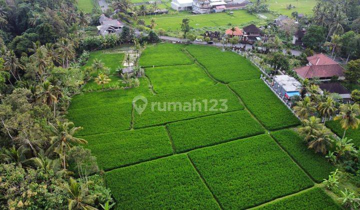 Tanah Di Jalan Raya Tampak Siring Dekat Ke Central Ubud, Bali 1