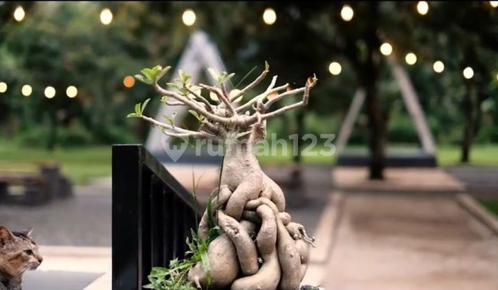 Kafe Estetik, Rumah Plus Kebun mangga Aktif di Majalengka, SHM 1