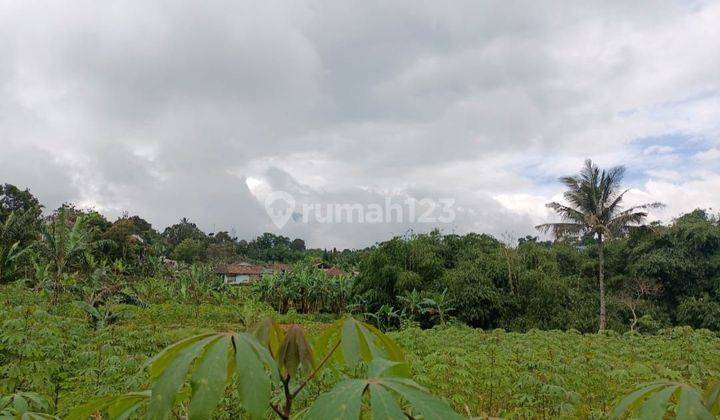 Lahan Kebun Murah 1,6 Milyar di Bojong Murni Ciawi Bogor 2