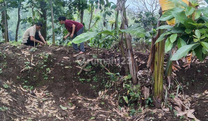 Dijual Tanah Pekarangan Siap Produksi 1