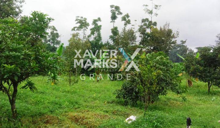 Tanah Dijual Dekat Tempat Wisata Cocok Untuk Perkebunan 2