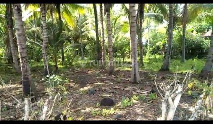 SURE CLOSING FOR SALE LAND WITH LOSS BEACH VIEW SEA LOCATION TEJAKULA BULELENG 2