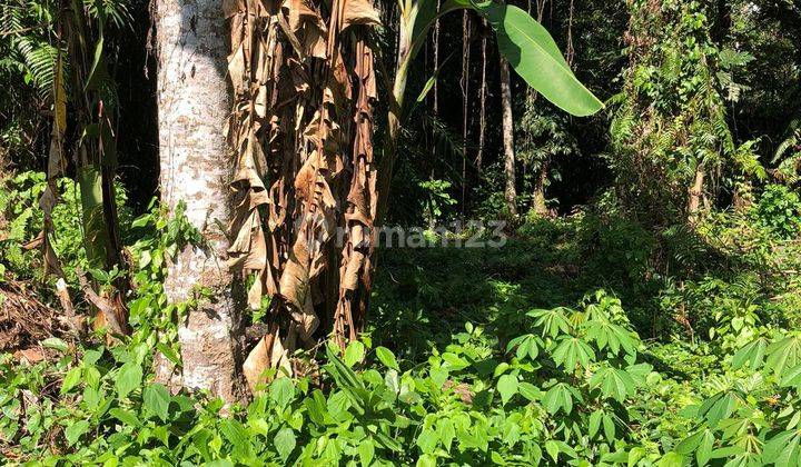 SURE CLOSING FOR SALE LAND IN PEJENG UBUD GIANYAR LOCATION 2