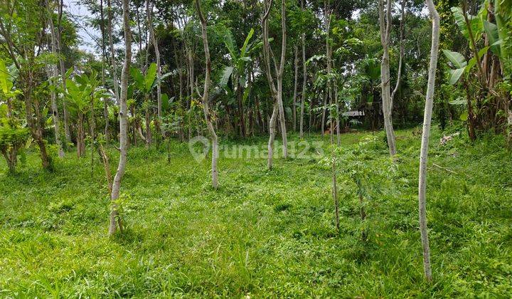 PASTI CLOSING DI JUAL TANAH VIEW SUNGAI SAWAH & HUTAN LOKASI TARO UBUD GIANYAR
 1