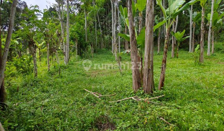 PASTI CLOSING DI JUAL TANAH VIEW SUNGAI SAWAH & HUTAN LOKASI TARO UBUD GIANYAR
 2