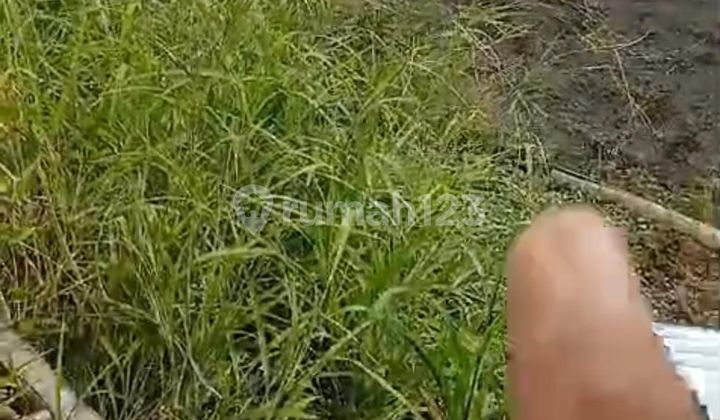 CERTAINLY CLOSED FOR RENT LAND IN PADANG LINJONG CANGGU NORTH KUTA BADUNG LOCATION