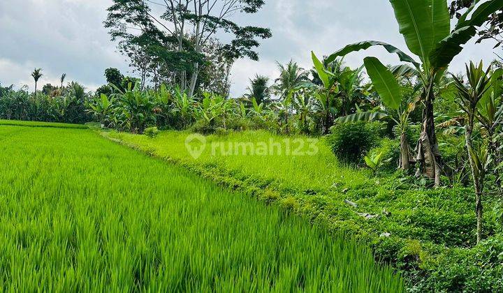 SURE CLOSING FOR SALE LAND WITH RICE FIELD VIEW IN TEGALLALANG UBUD GIANYAR LOCATION 2