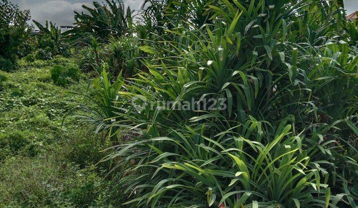 CERTAINLY CLOSED FOR RENT LAND IN TUMBAK BAYUH CANGGU NORTH KUTA BADUNG LOCATION 1