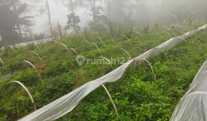 PASTI CLOSING DI JUAL TANAH VIEW LAUT & DANAU LOKASI WANAGIRI SUKASADA BULELENG
 2