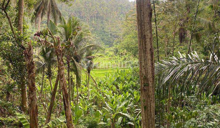 PASTI CLOSING DI SEWAKAN TANAH VIEW SAWAH PAYANGAN UBUD GIANYAR
 1