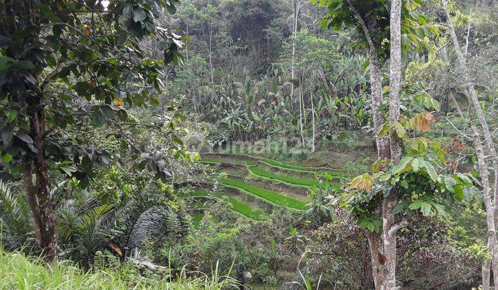 Pasti Closing Di Jual Tanah View Sawah Lokasi Buahan Payangan Ubud Gianyar 2