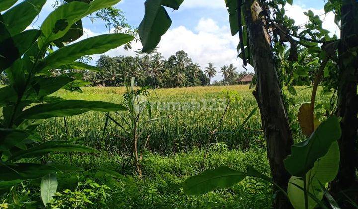 Pasti Closing Di Sewakan Tanah View Sawah Lokasi Pejeng Sanding Ubud Gianyar 2