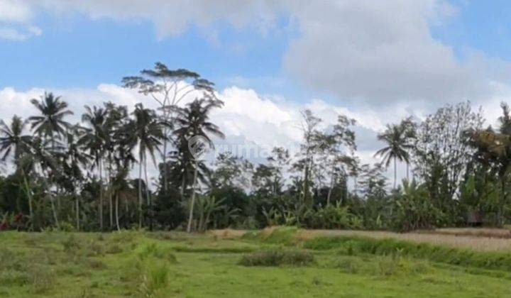 PASTI CLOSING DI SEWAKAN TANAH VIEW SAWAH LOKASI PEJENG UBUD GIANYAR 2