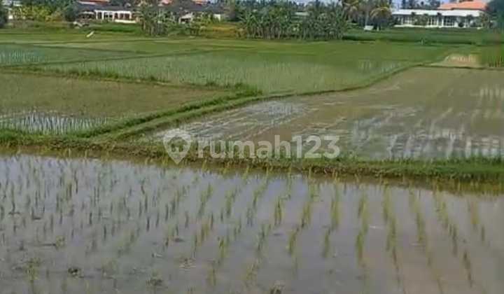 Pasti Closing Di Jual Tanah Lokasi Singapadu Kaler Sukawati Gianyar