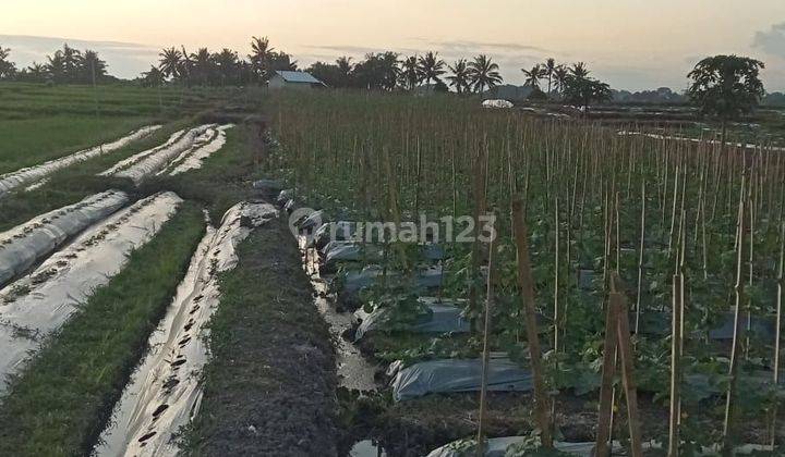 PASTI CLOSING DI SEWAKAN TANAH LOKASI MUNGGU MENGWI BADUNG 2