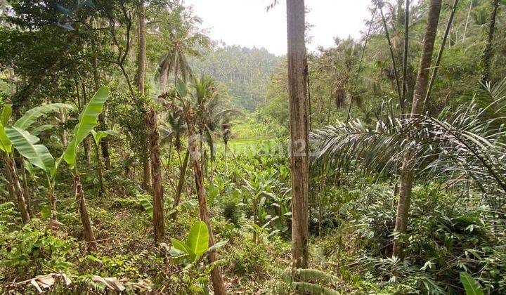 PASTI CLOSING DI SEWAKAN TANAH VIEW SAWAH PAYANGAN UBUD GIANYAR
 2