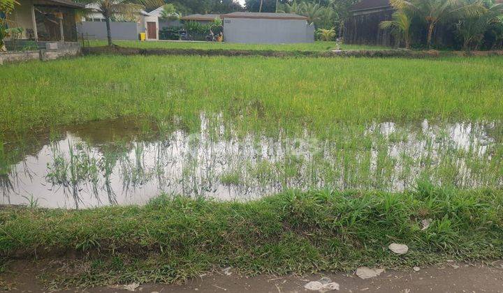 PASTI CLOSING DI SEWAKAN TANAH LOKASI TEGALLALANG UBUD GIANYAR 2