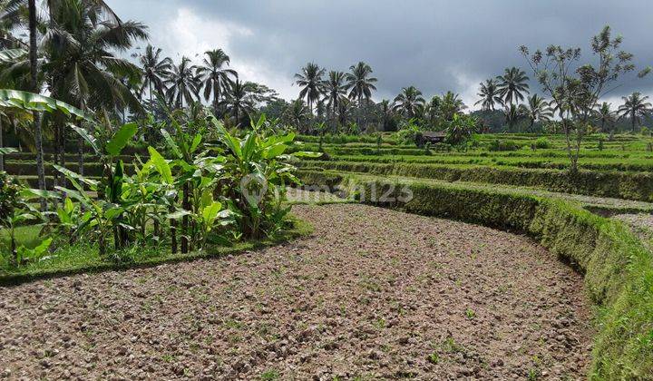 Pasti Closing Di Jual Tanah View Sawah Lokasi Buahan Payangan Ubud Gianyar 2