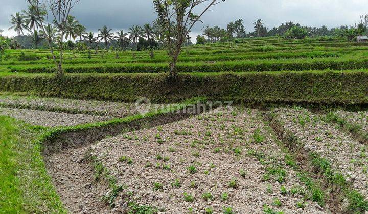 Pasti Closing Di Jual Tanah View Sawah Lokasi Buahan Payangan Ubud Gianyar 1