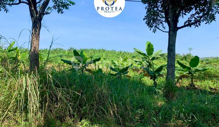 DIJUAL KAVLING DI CIANJUR DIJUAL KAVLING DI CIANJUR