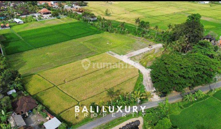 340 Juta Per Are Tanah Kavling Murah Di Kaba Kaba Tabanan View Sawah Cocok Untuk Villa 1