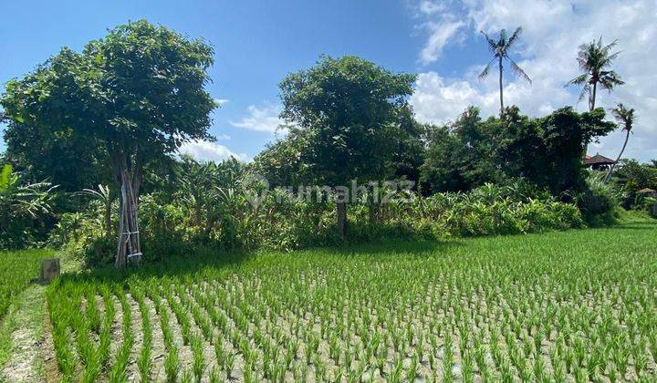 Land for Rent 7.68 Are Buduk, Mengwi, Badung Bali Kk 2340 1