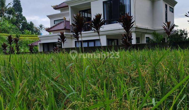 Luxury Style House Villa View Rice Fields In Ubud, 3 Bedrooms Fully Furnished 1