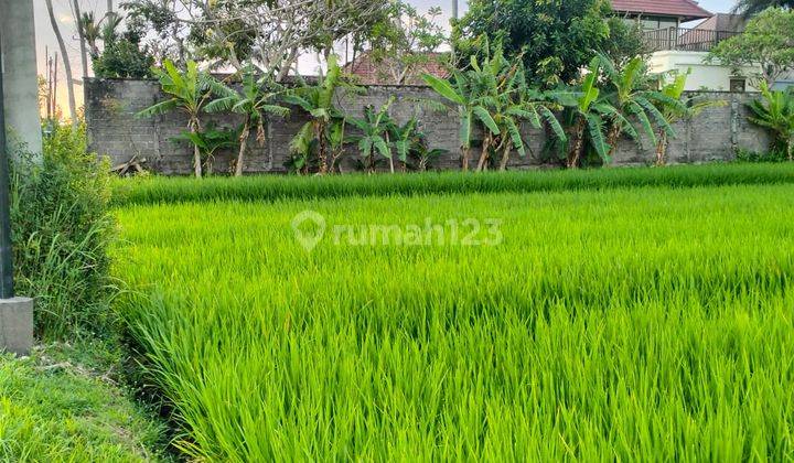 Tanah View Sawah Strategis Di Kedungu Tabanan Bali, Shm Lengkap 1