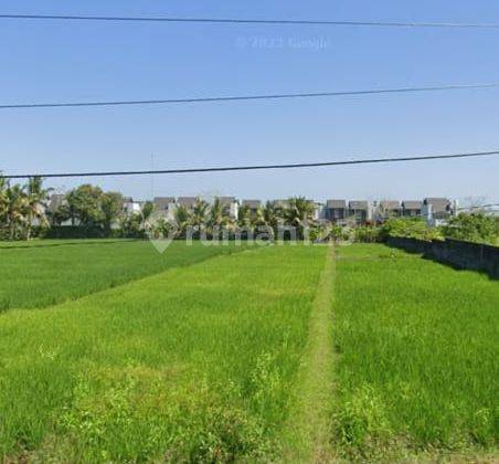 Tanah View Sawah Di Kedungu Tabanan Bali, Shm, Dekat Ciputra 1