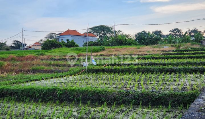 Tanah Murah Dekat Pantai Seseh Dengan View Sawah Tanah Murah Dekat Pantai Seseh Dengan View Sawah