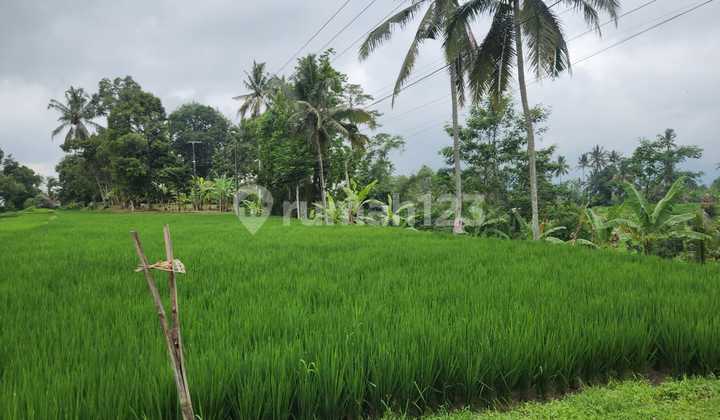 Tanah Cantik View Terasering Sawah Nuansa Bali Asri Di Penebel