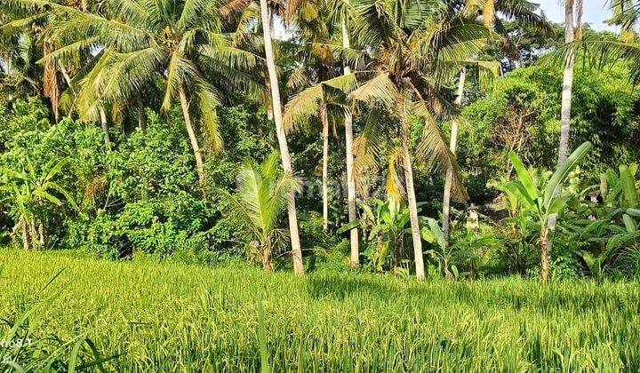 Land with rice field view in Ubud, 4 meter road access, suitable for personal or commercial use 1