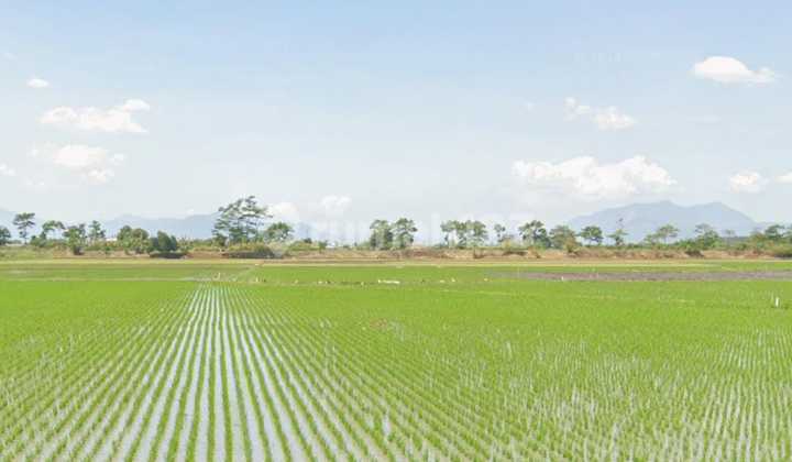 Tanah Sawah Depan Smpn 1 Bojongsoang Rancaoray Kab Bandung