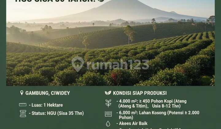 Kebon Kopi Luas di Gambung Ciwidey Bandung Kebon Kopi Luas di Gambung Ciwidey Bandung