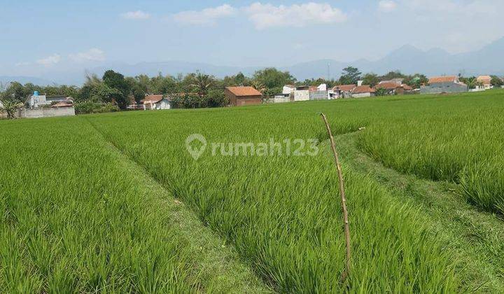 4 Bidang Sawah Di Ciparay Bandung Tanah 4827 Shm M²  2