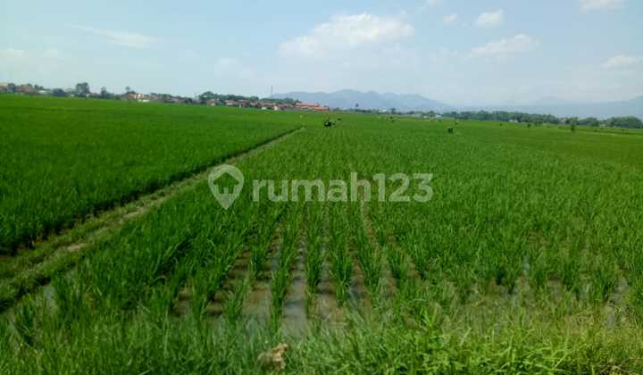 Tanah Sawah Dijual Luas Strategis di Area Katapang 32 Tanah Sawah Dijual Luas Strategis di Area Katapang 32