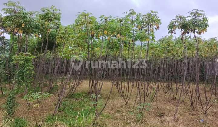 Dijual Murah Tanah di Bogor Cocok untuk Tempat Wisata, Cafe Dll Dijual Murah Tanah di Bogor Cocok untuk Tempat Wisata, Cafe Dll