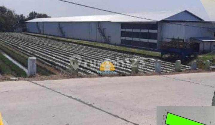 Tanah Strategis Luas Siap Pakai di Kebon Agung Demak Tanah Strategis Luas Siap Pakai di Kebon Agung Demak