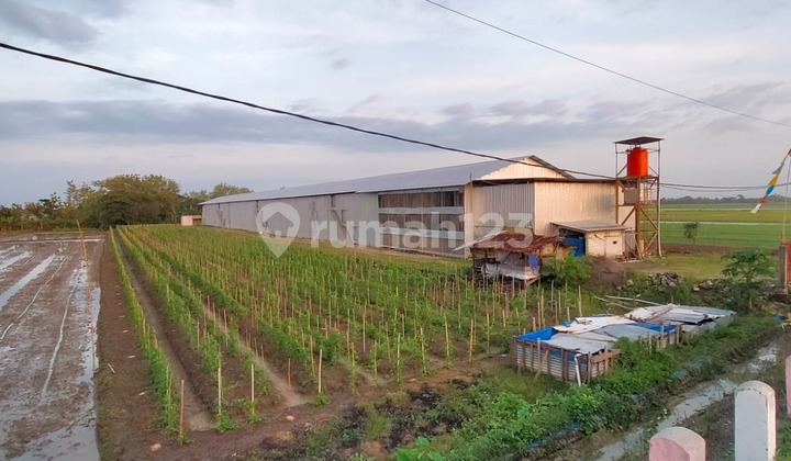 Tanah Strategis Luas Siap Pakai di Kebon Agung Demak Tanah Strategis Luas Siap Pakai di Kebon Agung Demak