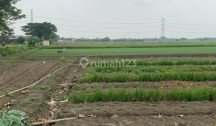 Tanah bagus dan Luas Strategis di Tegowanu 1