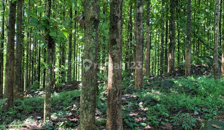 Kebun Jati SHM di Cianjur 1