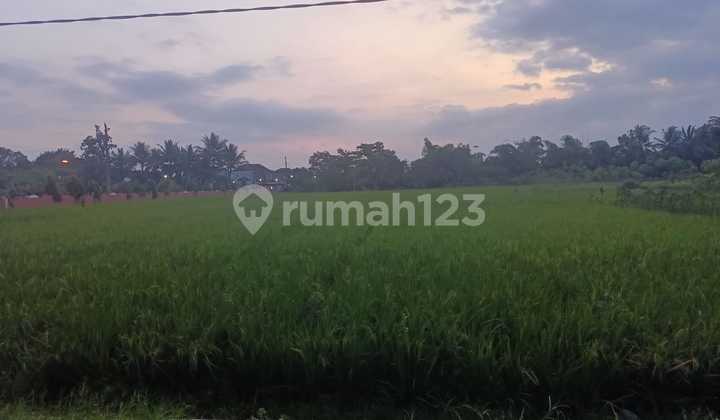 For sale rice field land in the Kalimanah area, Purbalingga For sale rice field land in the Kalimanah area, Purbalingga